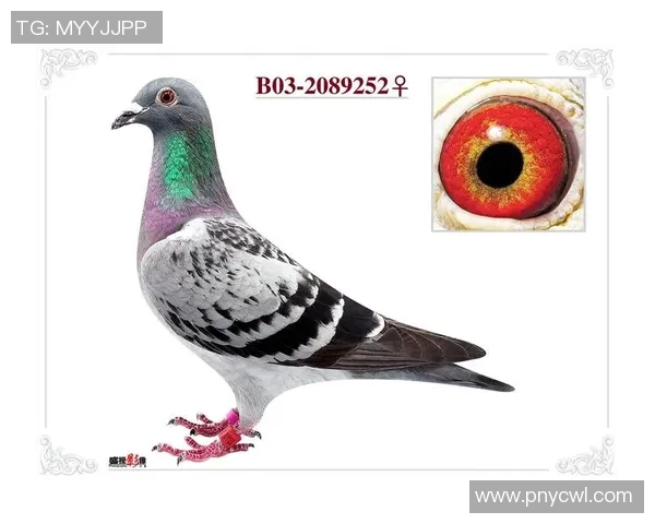 b03什么意思 比赛-揭秘B03的意思与比赛背后的故事-b03什么意思 比赛